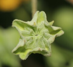Abutilon abutiloides
