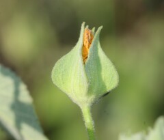 Abutilon abutiloides