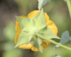 Abutilon abutiloides