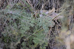 Kitagawia baicalensis