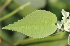 Abutilon abutiloides