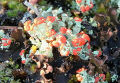 Cladonia pleurota