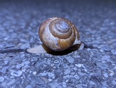 Neohelix albolabris