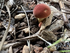 Hortiboletus rubellus