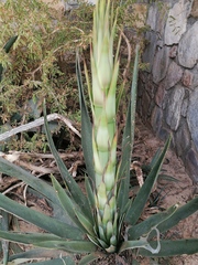 Agave
