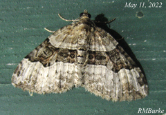 Xanthorhoe lacustrata