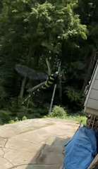 Anotogaster sieboldii