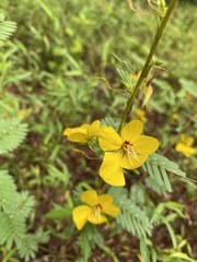 Chamaecrista fasciculata