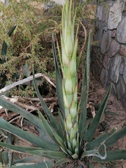 Agave