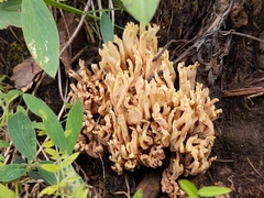 Ramaria formosa