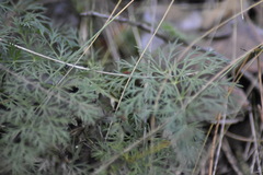 Kitagawia baicalensis