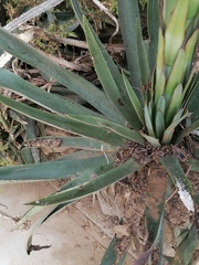 Agave