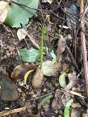 Corynocarpus laevigatus