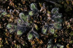 Riccia crinita