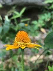 Misumenoides formosipes