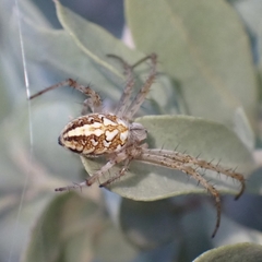 Neoscona adianta