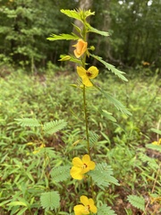 Chamaecrista fasciculata