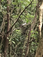 Rhipidura fuliginosa placabilis