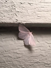 Lomographa vestaliata