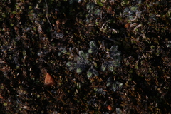 Riccia crinita