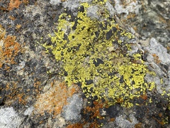 Acarospora socialis