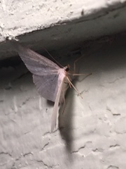 Lomographa vestaliata