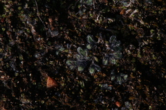Riccia crinita