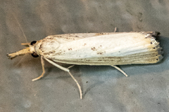 Agriphila vulgivagellus