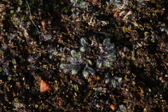 Riccia crinita