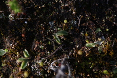 Riccia
