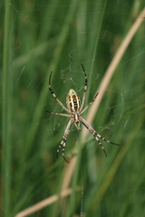 Argiope bruennichi