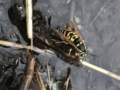Vespula atropilosa
