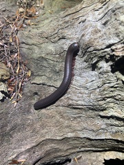 Narceus americanus