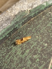 Bucculatrix coronatella