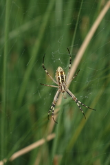 Argiope bruennichi