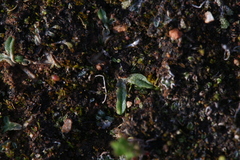Riccia