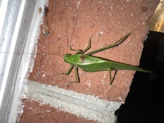 Microcentrum retinerve