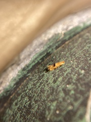 Bucculatrix coronatella