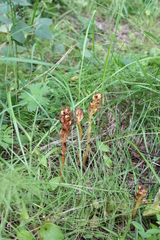 Monotropa hypopitys