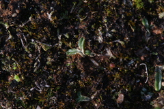 Riccia