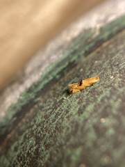 Bucculatrix coronatella