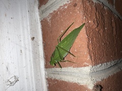 Microcentrum retinerve