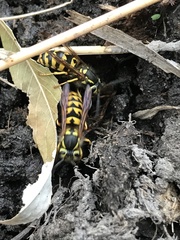 Vespula atropilosa