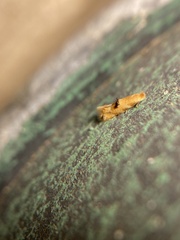 Bucculatrix coronatella