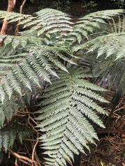 Dicksonia squarrosa