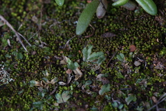 Riccia