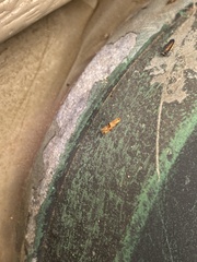 Bucculatrix coronatella