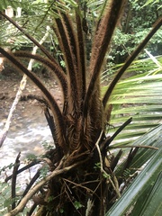 Dicksonia squarrosa