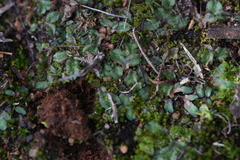 Riccia