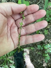 Diarrhena obovata
